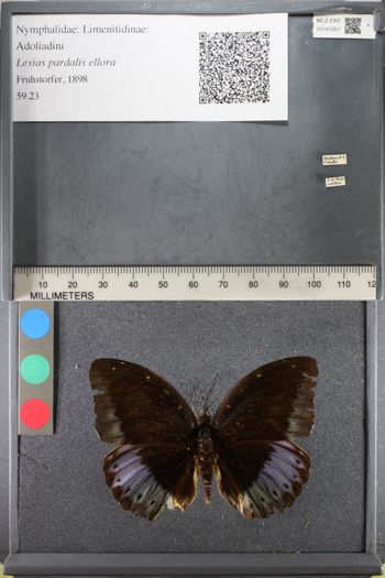 Media type: image;   Entomology 141261
